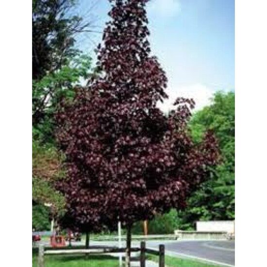 Beržas karpotasis (Betula pendula) 'Purpurea' 'ROYAL FROST'